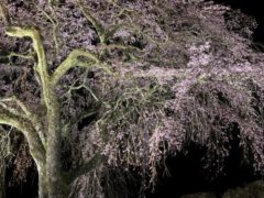 実家近くの樹齢４００年の枝垂れ桜